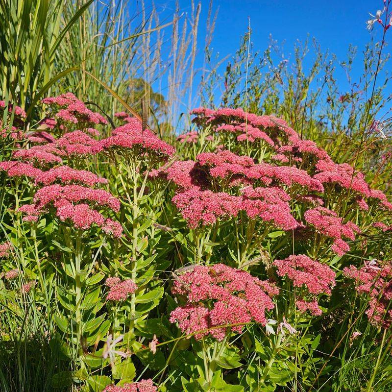 Sedum 'Autumn Joy'