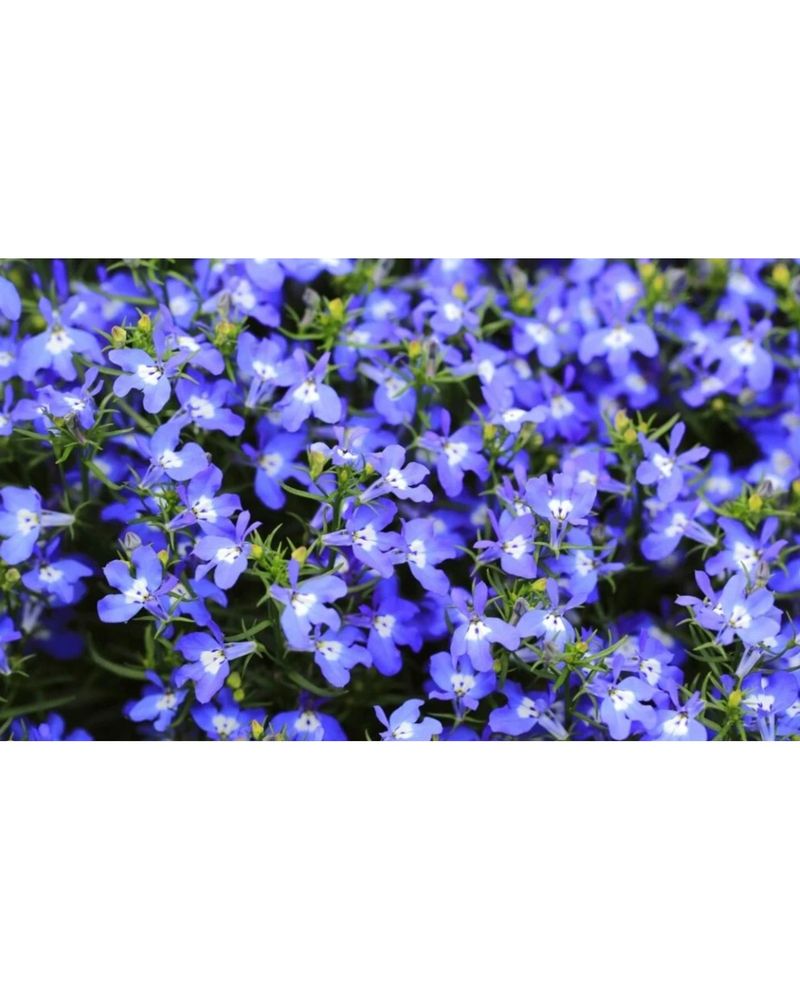 Lobelia