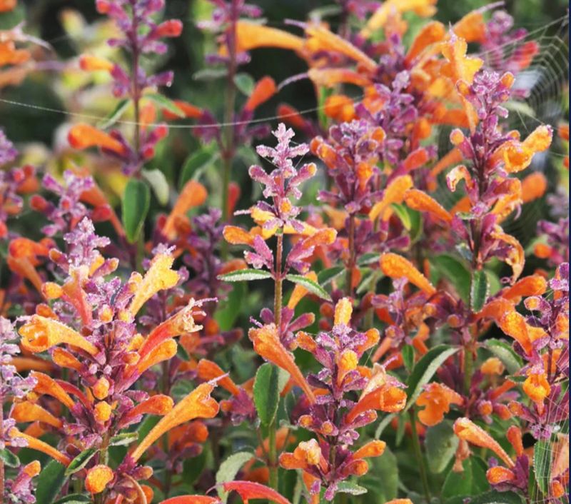 Agastache: Fragrant Pollinator Magnet