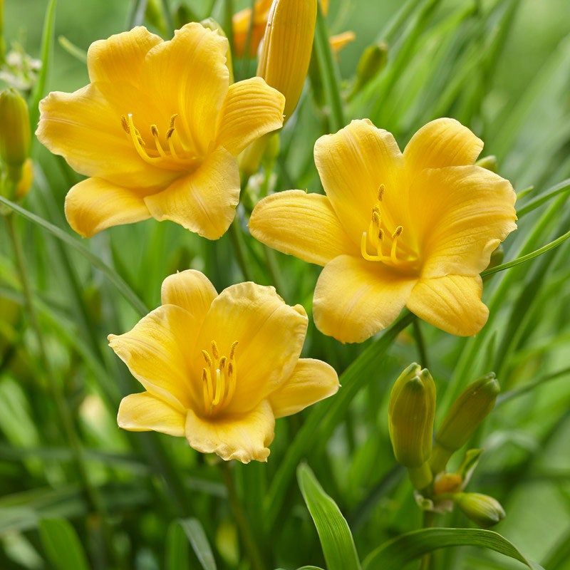 Daylilies: Carefree Color Explosions
