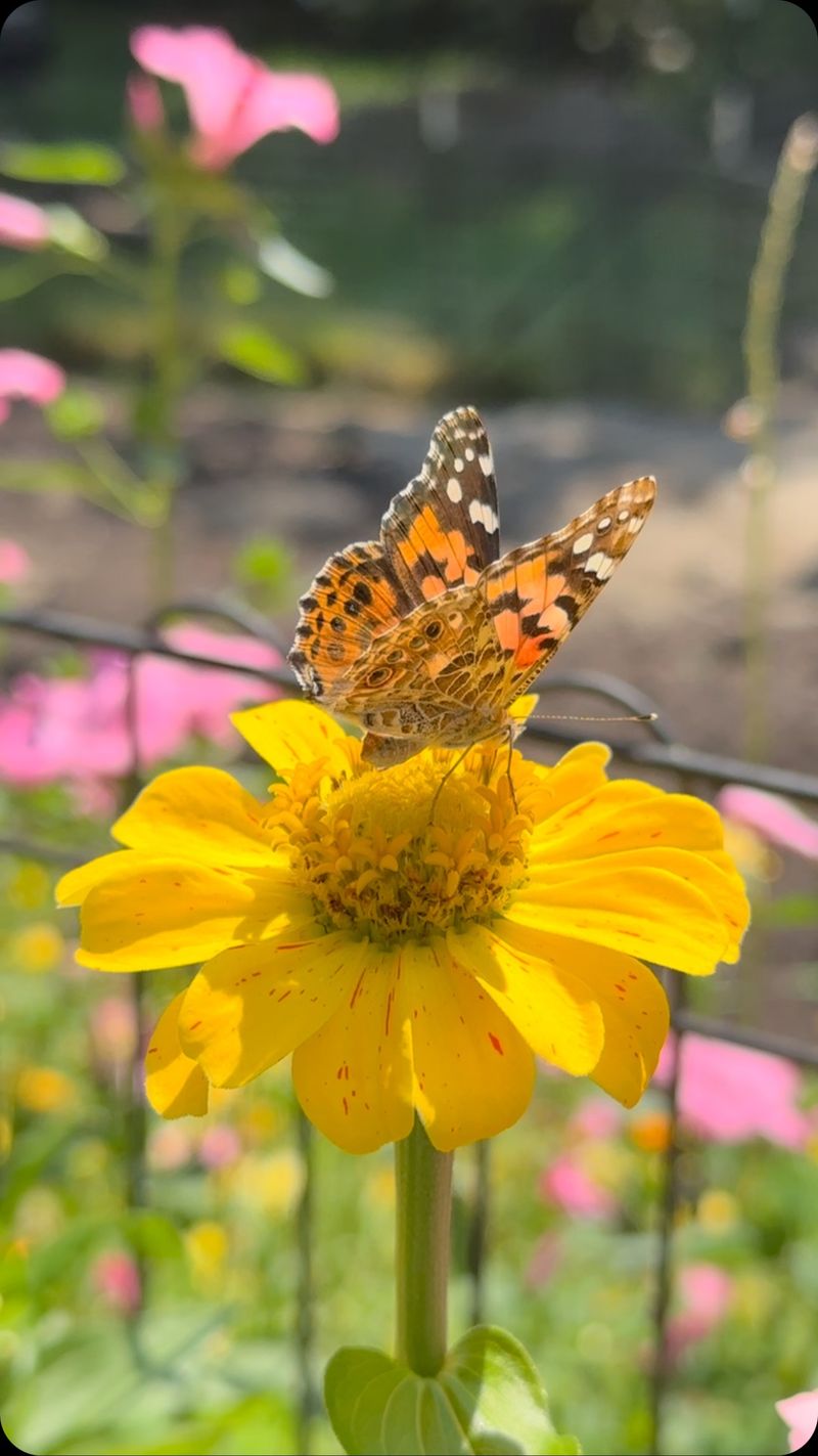 Zinnia: Easy Annual for Butterfly Buffets