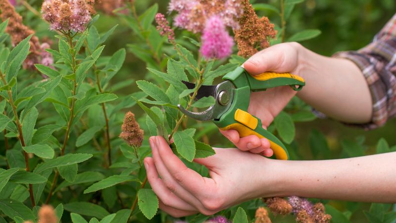 Spirea Shrubs Want a Haircut