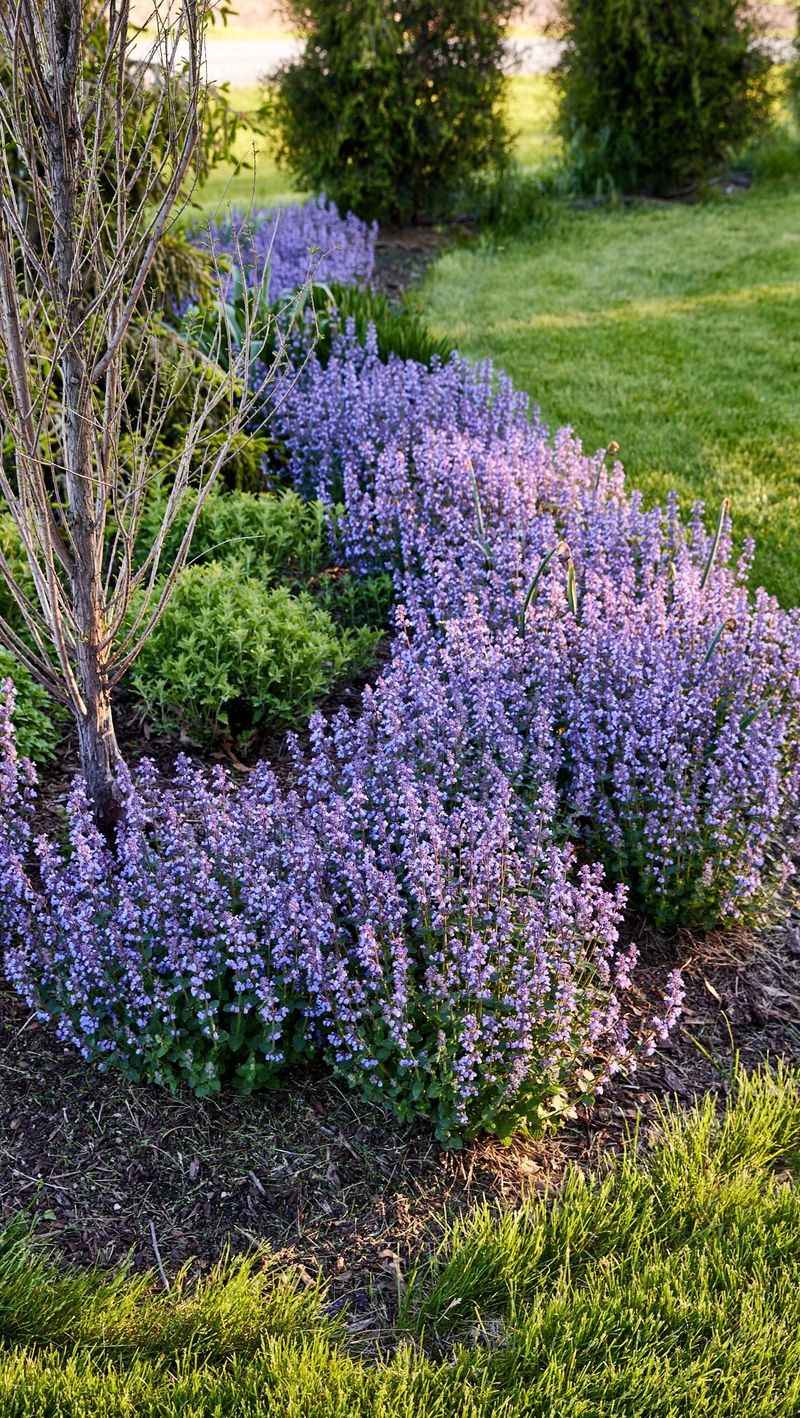 Catmint (Nepeta)