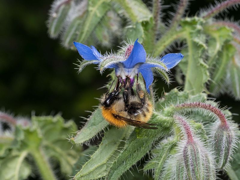 Borage (Borago officinalis)