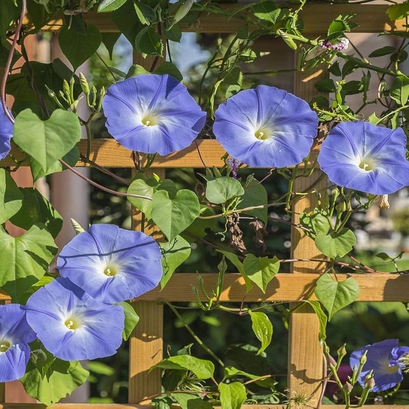 Morning Glories - Sky Blue Climbers