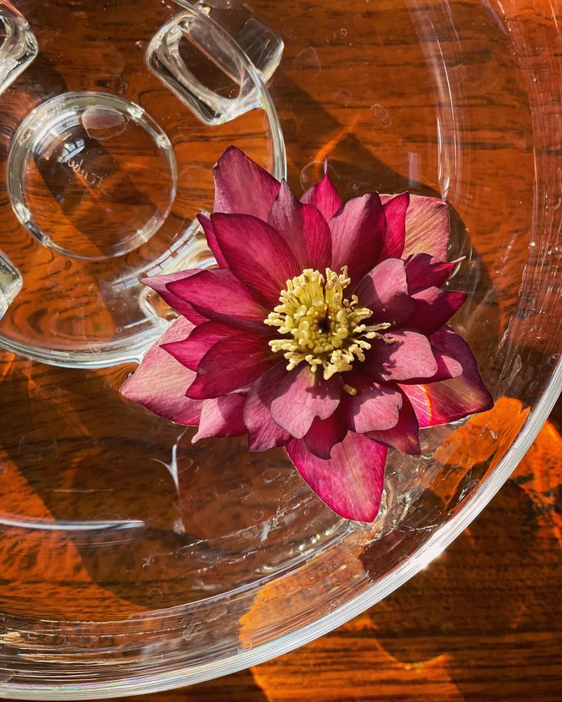 Hellebores - Winter's Gift