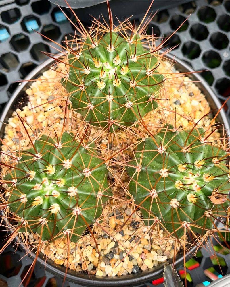 Cactus Crashes Quickly