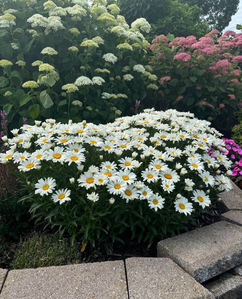 Shasta Daisy: Classic Beauty with Modern Toughness