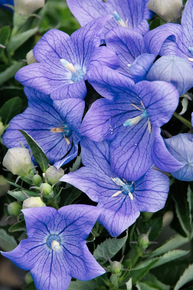 Dwarf Balloon Flower
