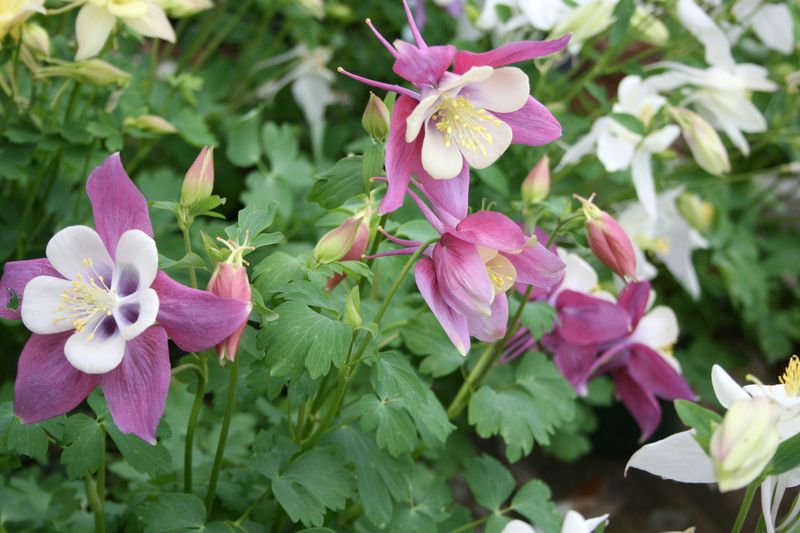 Columbines (Aquilegia)