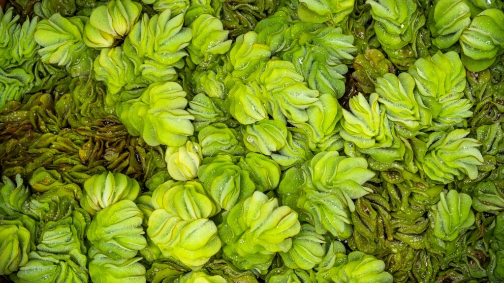 Salvinia Molesta (Giant Salvinia)