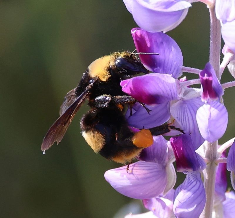 Crotch's Bumblebee