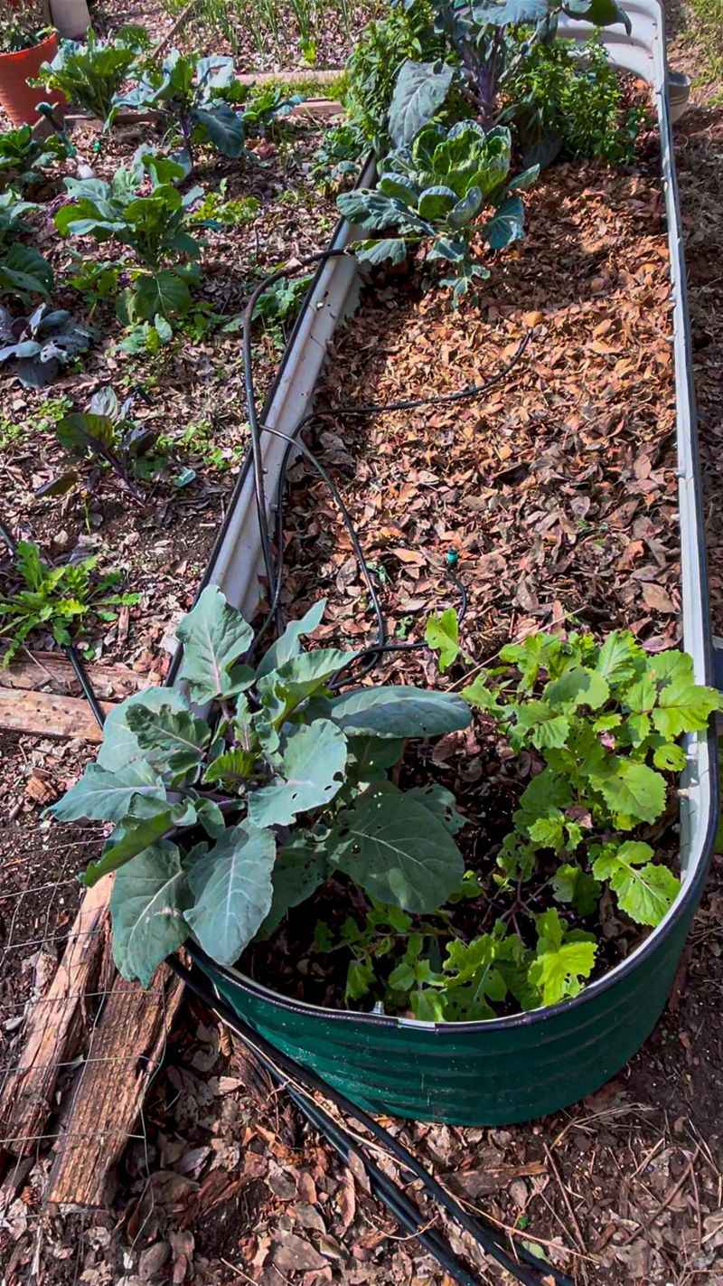 Uncomposted Manure Mix