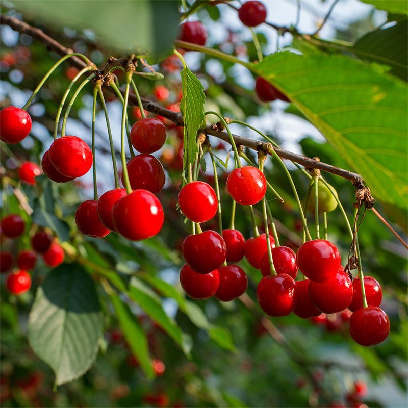 Early Richmond Cherry