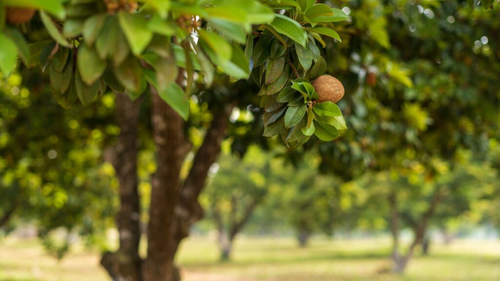 sapodilla tree