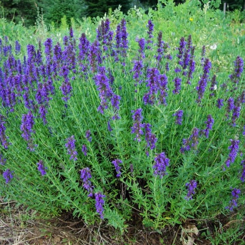 Hyssop