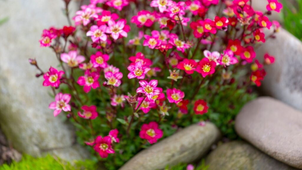 saxifraga