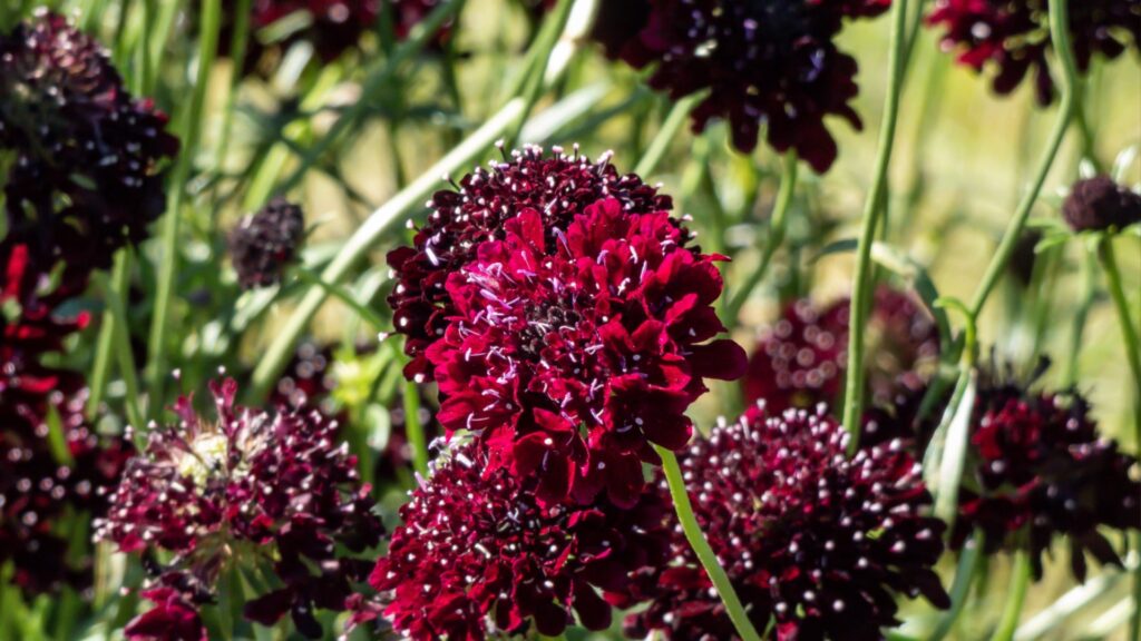 Scabiosa ‘Red Velvet’