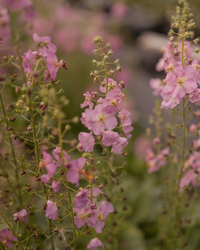 Verbascum