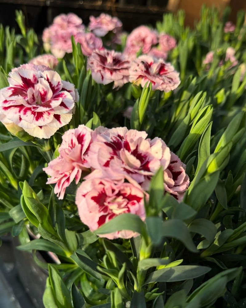Dianthus