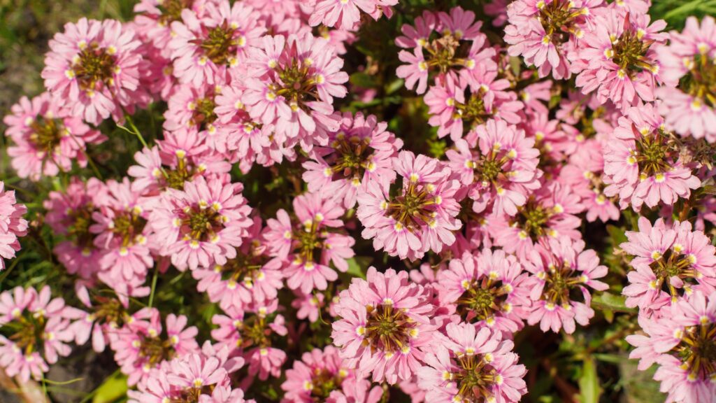 scaevola flowers