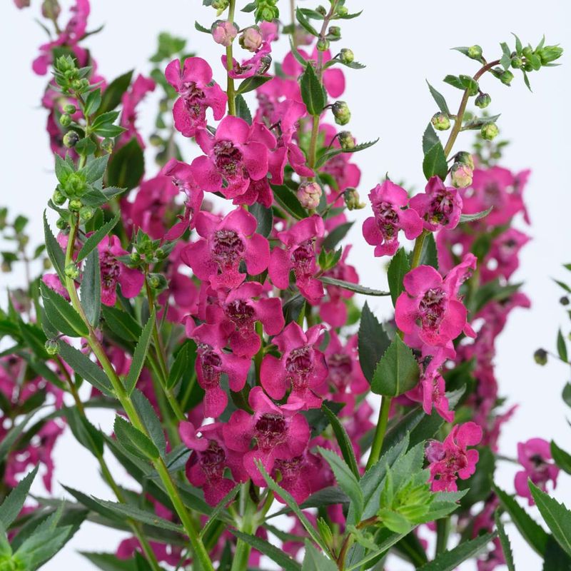 Angelonia