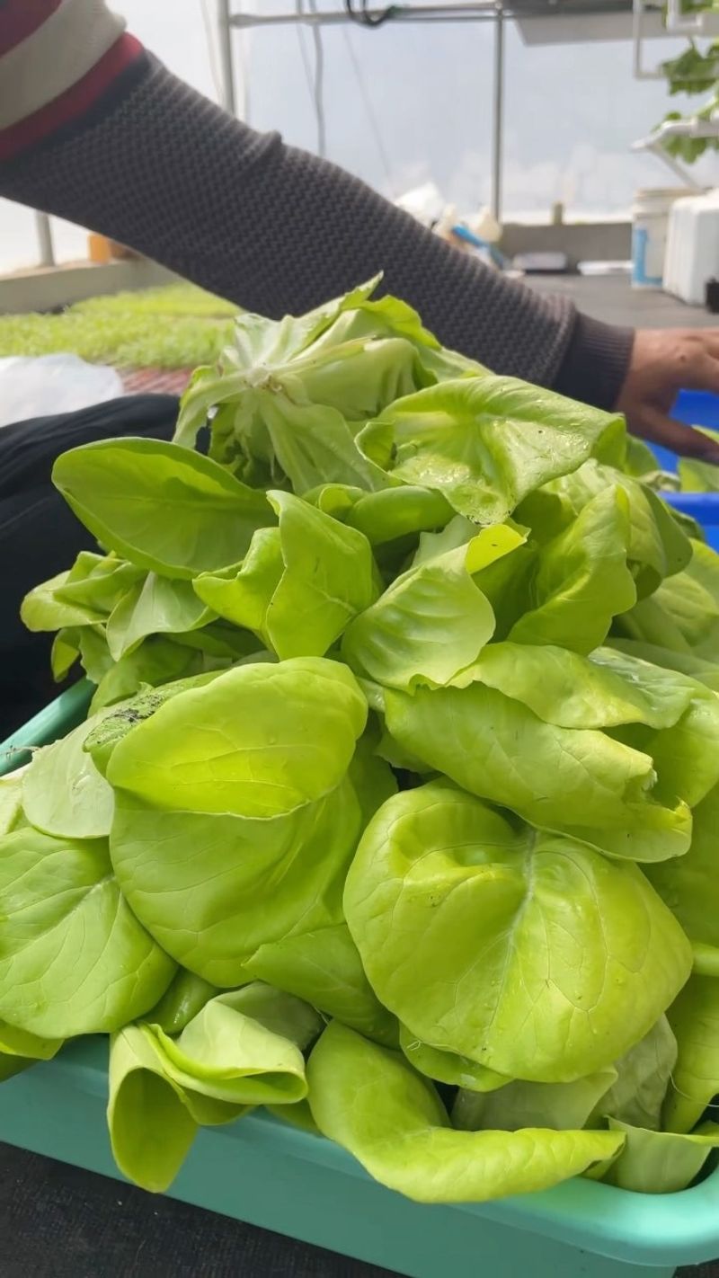 Butter Lettuce