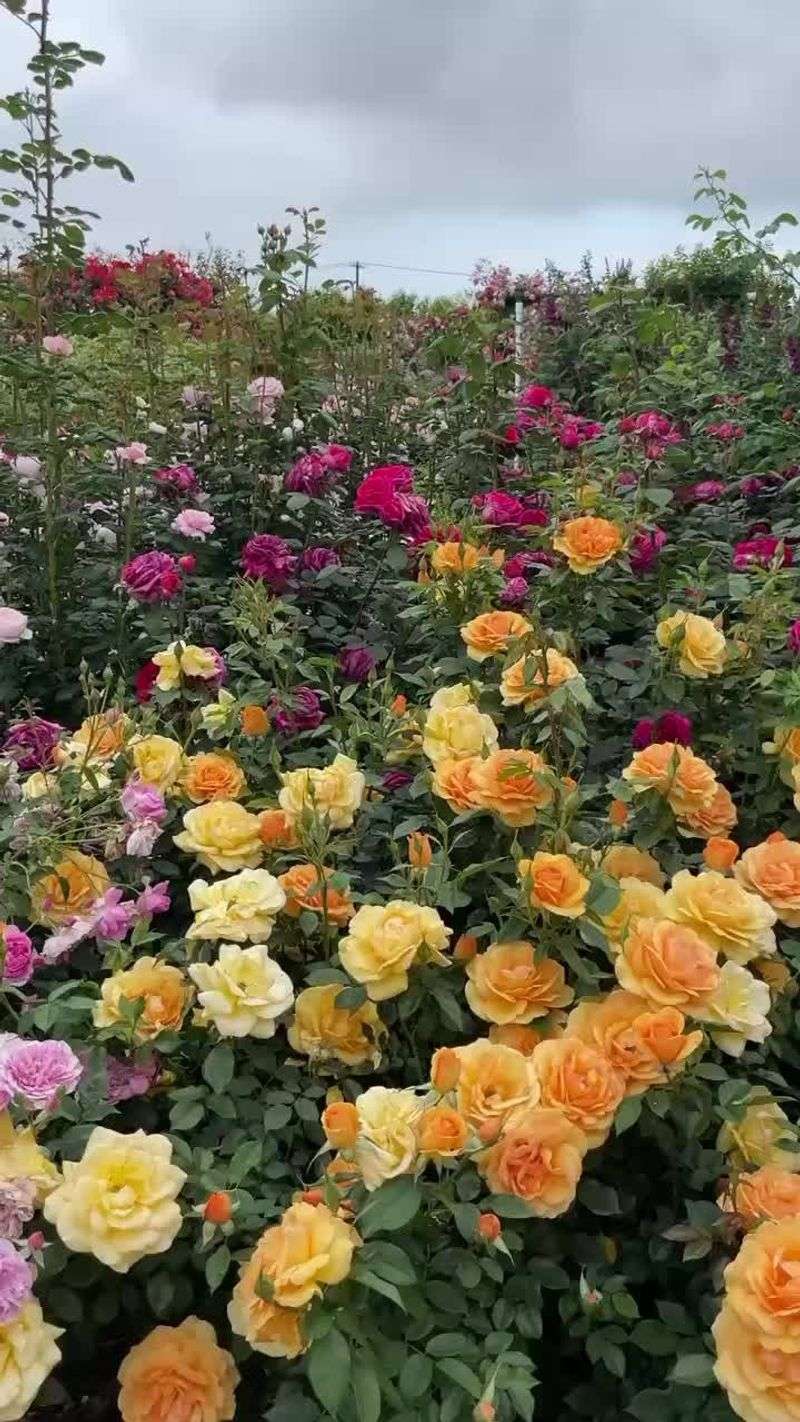 Formal Rose Gardens