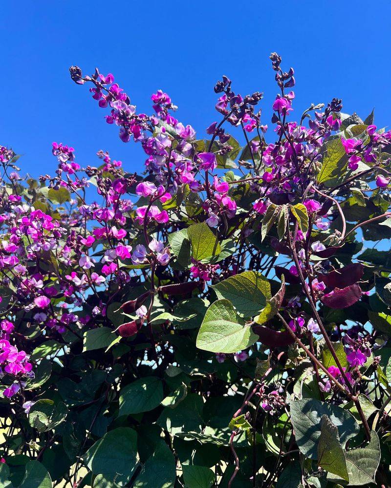 Hyacinth Bean