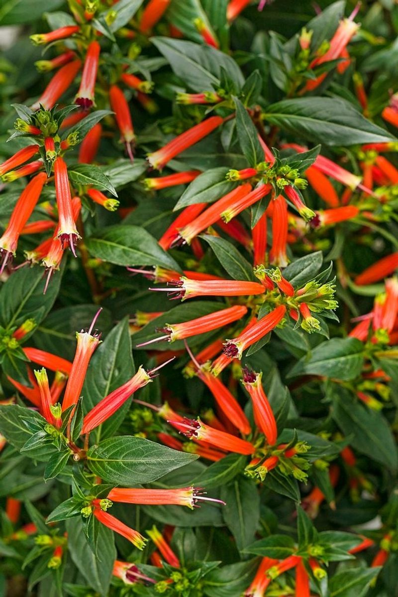Cuphea 'Vermillionaire'