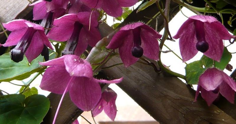 Purple Bell Vine