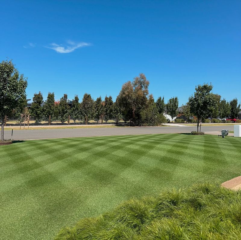 Bare Lawn Without Structure