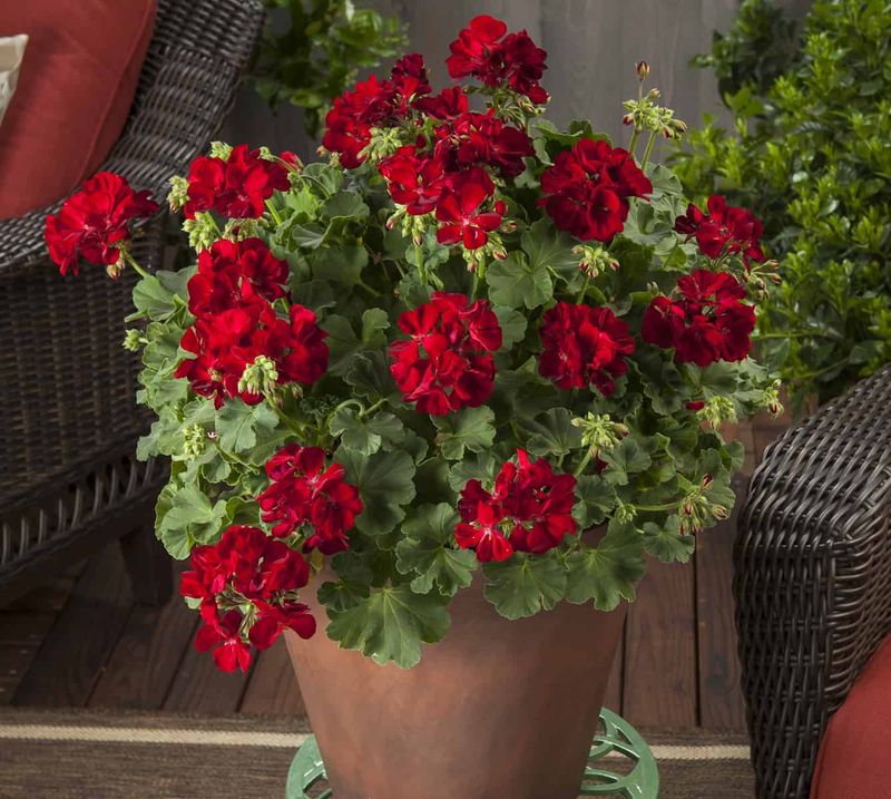 Calliope Dark Red