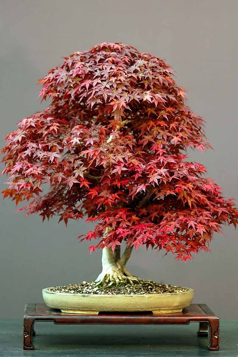 Create Your Unique Bonsai Style