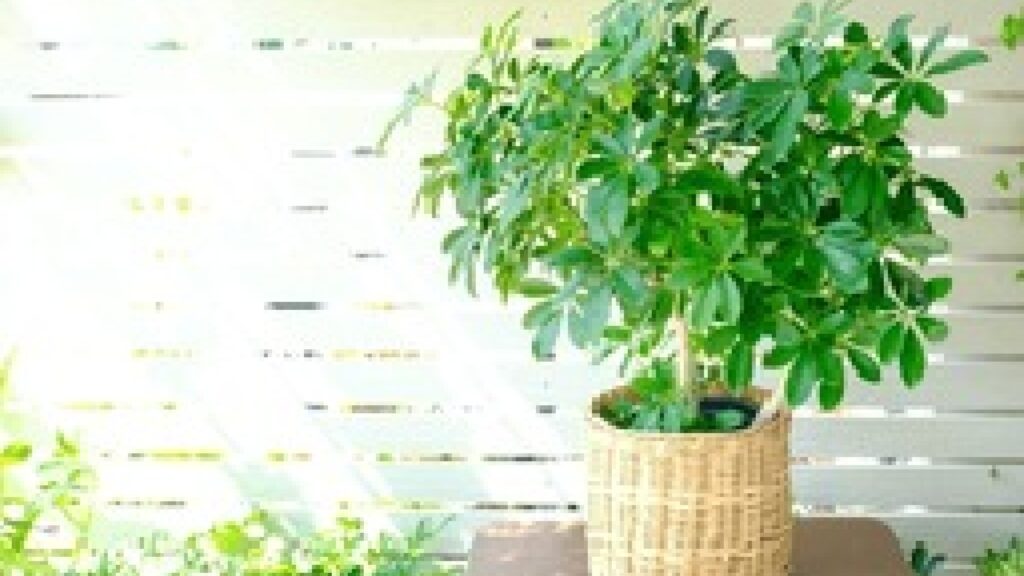 schefflera houseplant