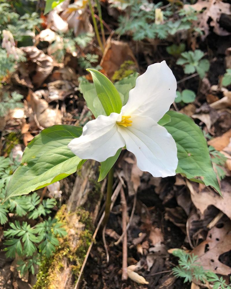 Trillium