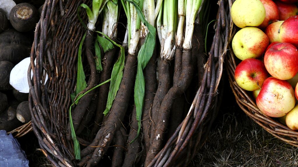 Scorzonera