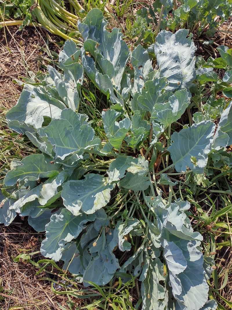 Sea Kale: Years Of Waiting For Bitter Greens