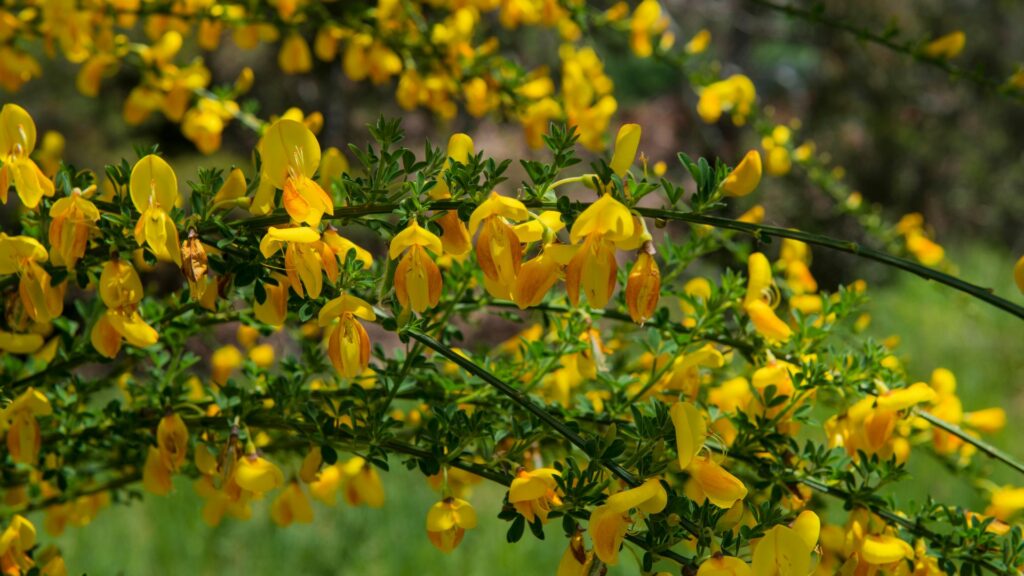 Scotch Broom