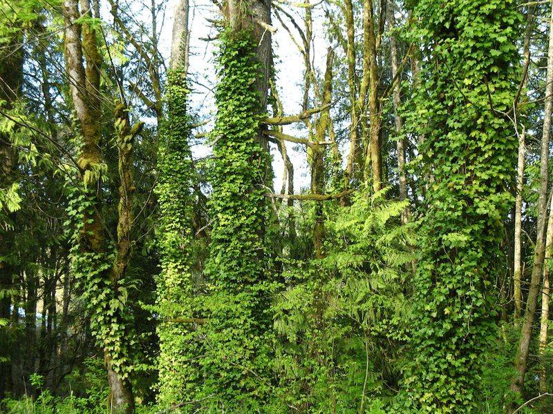 English Ivy (Hedera helix)