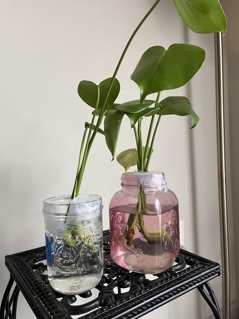 Master the art of propagation