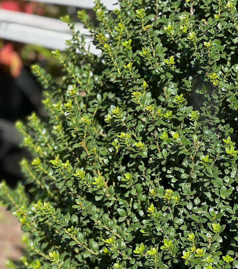 Evergreen Shrubs With Year-Round Interest