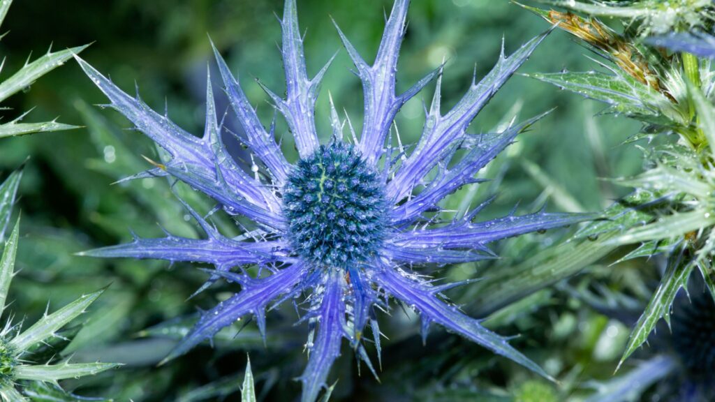 sea holly plant