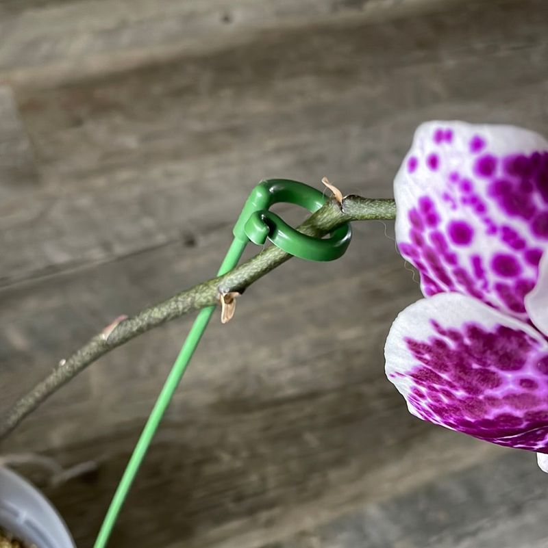 Support For Flower Spikes