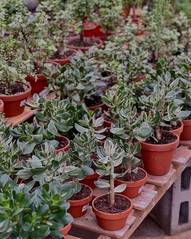 Proper Pot Selection