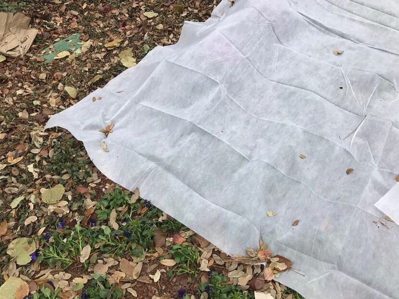 Nighttime Temperature Trick