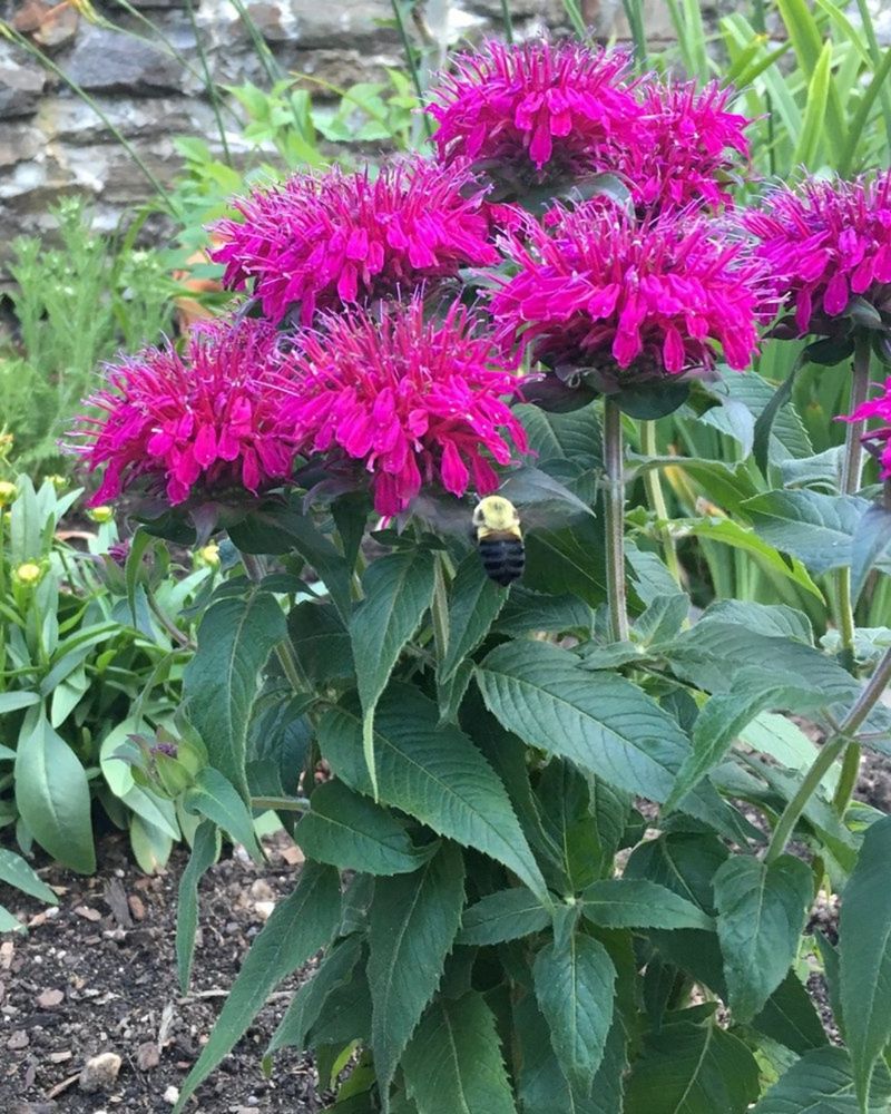 Bee Balm: The Pollinator Magnet That Needs Space Management