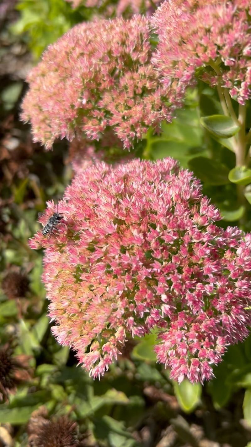 Sedum 'Autumn Joy'