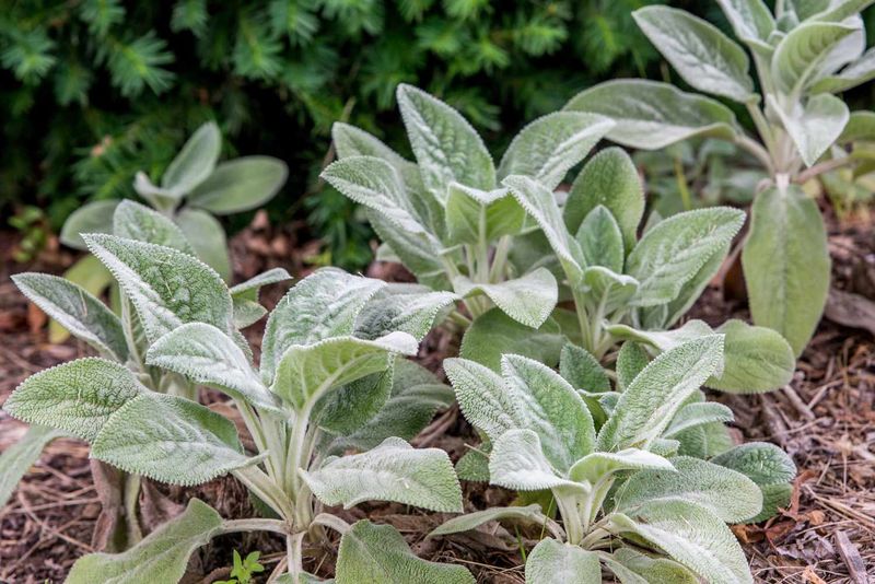 Lamb's Ear