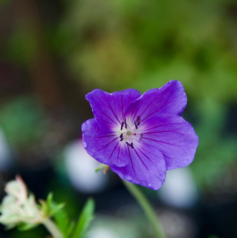 Geraniums (Cranesbill)